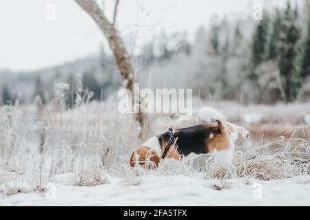 Bellissimo cane Beagle che cammina nella foresta invernale nel giorno Foto Stock
