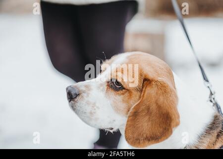 Ritratto di un bel cane Beagle nella foresta invernale Foto Stock