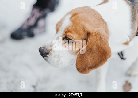 Ritratto di un bel cane Beagle nella foresta invernale Foto Stock