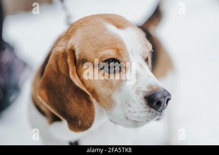 Ritratto di un bel cane Beagle nella foresta invernale Foto Stock