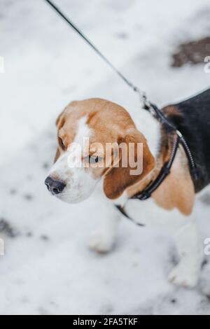 Bellissimo cane Beagle che cammina nella foresta invernale nel giorno Foto Stock