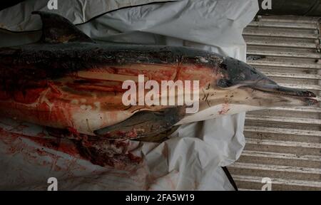 UN DELFINO TROVATO DA GREENPEACE DURANTE LA LORO CAMPAGNA NEL CANALE INGLESE CONTRO TWIN TRAWLER PESCA DI SPIGOLA CHE STA UCCIDENDO UN GRAN NUMERO DI DELFINI DI COMONI.23 MARZO 2005 TOM PILSTON Foto Stock