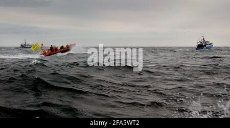 CAMPAGNA GREENPEACE NELLA MANICA CONTRO LA PESCA DEL TWIN TRAWLER PER IL BASSO DI MARE CHE STA UCCIDENDO GRANDI NUMERI DI COMONE DELFINI.23 MARZO 2005 TOM PILSTON Foto Stock