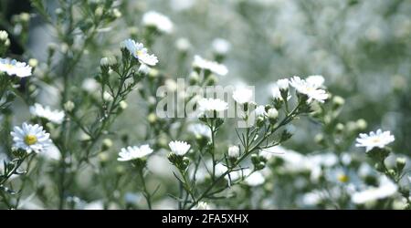 Cutter Aster Flower, Solidago Canadensis, Asteraceae, Biannials bianco colore fiori primavera fioritura in giardino su sfondo sfocato della natura Foto Stock