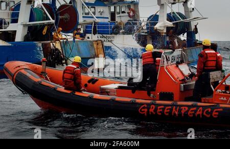 CAMPAGNA GREENPEACE NELLA MANICA CONTRO LA PESCA DEL TWIN TRAWLER PER IL BASSO DI MARE CHE STA UCCIDENDO GRANDI NUMERI DI COMONE DELFINI.23 MARZO 2005 TOM PILSTON Foto Stock