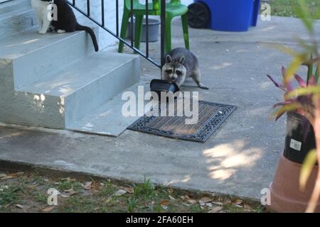 Il gatto perde il pranzo ad un aggressivo raccoon che intimidisce il gatto per le sue dimensioni più grandi. Foto Stock
