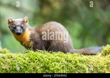 Gallese Pine Marten Foto Stock