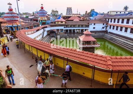 Udupi, Karnataka, India : la gente cammina una mucca Santa al tramonto intorno alla vasca d'acqua di Madhva Sarovara adiacente al tempio di Krishna 13 ° secolo fondato b Foto Stock