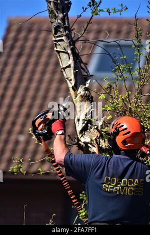 NTPC qualificato tree chirurgo da CoedCae Services taglia un ramo di albero su Coychurch Road, Bridgend (autostrada pubblica) ci sono foto senza logo Foto Stock