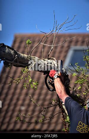 NTPC qualificato tree chirurgo da CoedCae Services taglia un ramo di albero su Coychurch Road, Bridgend (autostrada pubblica) ci sono foto senza logo Foto Stock