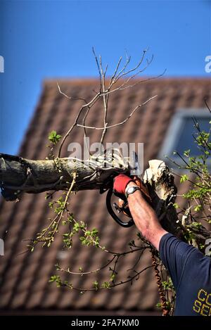 NTPC qualificato tree chirurgo da CoedCae Services taglia un ramo di albero su Coychurch Road, Bridgend (autostrada pubblica) ci sono foto senza logo Foto Stock