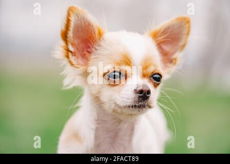 Ritratto di Chihuahua. Ritratto bianco di cucciolo chihuahua dai capelli lunghi. Ritratto bianco cute chihuahua Foto Stock