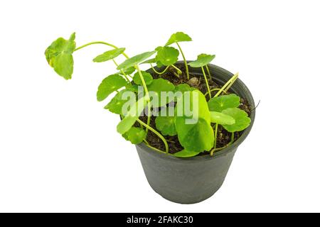 Primo piano Pennywort asiatico verde (Centella asiatica , Hydrocotyle umblellata L o pennywort d'acqua) in vaso di plastica nero su sfondo bianco Foto Stock