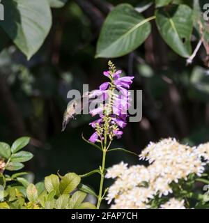 Il gummingbird che si nuce da un grande fiore viola al Fletcher Wildlife Garden di Ottawa, Canada Foto Stock