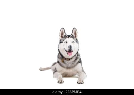 Ritratto di giovane bel cane Husky divertente seduta con la sua lingua fuori su sfondo bianco isolato. Faccia sorridente del cane allevato puro domestico con il poin Foto Stock