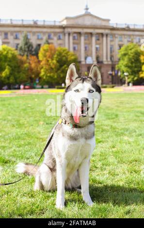 Divertente cane Husky siberiano con orecchie appuntite e lunga lingua che si stagliano fuori su una passeggiata. Animale domestico in purè in purè riposato su prato verde di erba sciabola Foto Stock