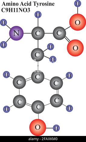 Struttura molecolare della tirosina Illustrazione Vettoriale