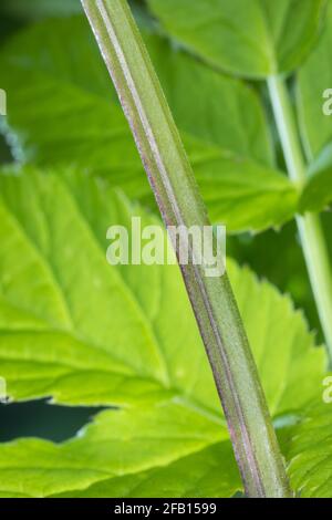 Gewöhnlicher Giersch, Giersch, Stängel, Blattstiel, Blattstängel im Querschnitt dreieckig, Geißfuß, Aegopodium podagraria, sambuco macinato, erba gerard, Foto Stock