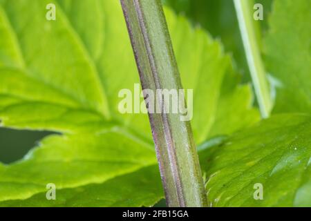 Gewöhnlicher Giersch, Giersch, Stängel, Blattstiel, Blattstängel im Querschnitt dreieckig, Geißfuß, Aegopodium podagraria, sambuco macinato, erba gerard, Foto Stock