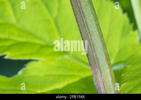 Gewöhnlicher Giersch, Giersch, Stängel, Blattstiel, Blattstängel im Querschnitt dreieckig, Geißfuß, Aegopodium podagraria, sambuco macinato, erba gerard, Foto Stock