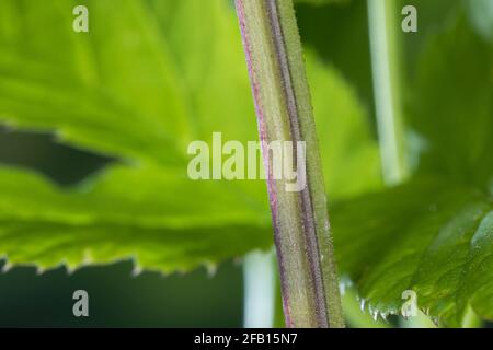 Gewöhnlicher Giersch, Giersch, Stängel, Blattstiel, Blattstängel im Querschnitt dreieckig, Geißfuß, Aegopodium podagraria, sambuco macinato, erba gerard, Foto Stock