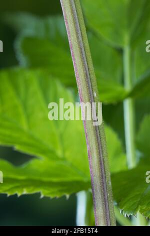 Gewöhnlicher Giersch, Giersch, Stängel, Blattstiel, Blattstängel im Querschnitt dreieckig, Geißfuß, Aegopodium podagraria, sambuco macinato, erba gerard, Foto Stock