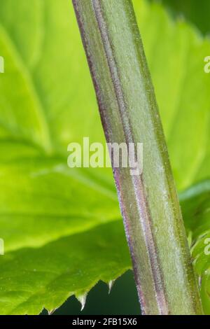 Gewöhnlicher Giersch, Giersch, Stängel, Blattstiel, Blattstängel im Querschnitt dreieckig, Geißfuß, Aegopodium podagraria, sambuco macinato, erba gerard, Foto Stock