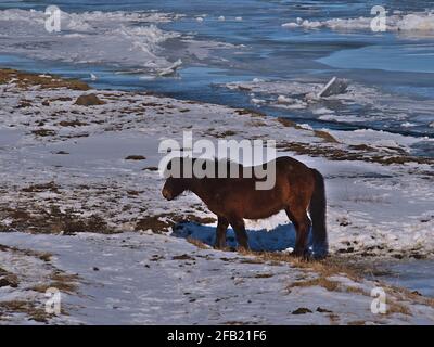 Vista del solitario cavallo islandese con cappotto bruno trotting sulla riva di un fiume ghiacciato vicino a Varmaland nell'Islanda occidentale in inverno con prato. Foto Stock