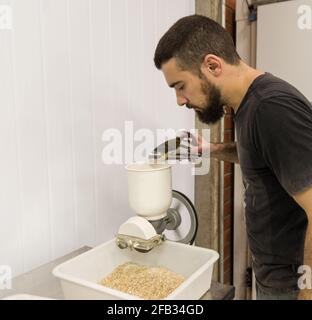 L'uomo macina il malto nella produzione di birra fatta in casa. Foto Stock