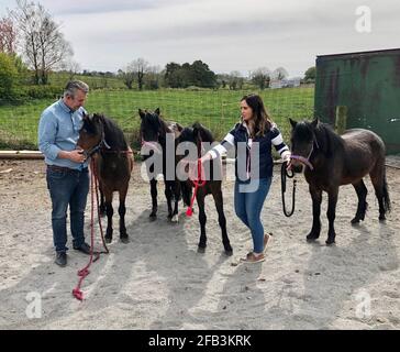 Il ministro dell'Agricoltura dello Stormont Edwin Poots (a sinistra) e Lisa Booth con pony presso la fattoria Ashleigh MasseyÕs vicino a Ballygowan, Co Down. I quattro pony sono stati detenuti al porto di Belfast per quasi cinque settimane a causa di problemi con la documentazione del protocollo dell'Irlanda del Nord, ma sono stati rilasciati ai loro nuovi proprietari. Data immagine: Venerdì 23 aprile 2021. Foto Stock