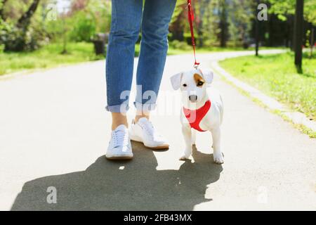 Puppy divertente di jack russell terrier seduto sul pavimento tra le gambe del proprietario donna al parco. Hipster femmina che cammina giovane razza pura pedigree cane in rosso bre Foto Stock