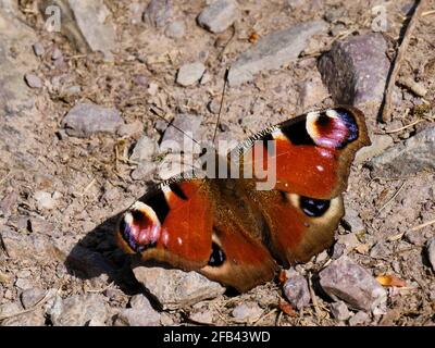 Farfalla di Peacock vicino al serbatoio in New Pool Hollow, vicino a Carding Mill Valley, Church Stretton, Shropshire Foto Stock