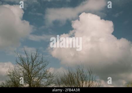 Nuvole di cumulo bianco con ombra su cielo blu, rami di albero Foto Stock