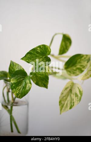 Pianta di Pothos in vaso di vetro su sfondo bianco Foto Stock