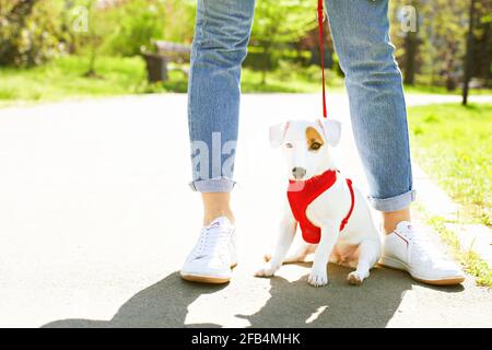 Puppy divertente di jack russell terrier seduto sul pavimento tra le gambe del proprietario donna al parco. Hipster femmina che cammina giovane razza pura pedigree cane in rosso bre Foto Stock