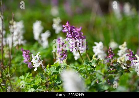Un primo piano di fiori di corydalis viola e bianco in molla Foto Stock