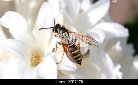 WASP su un fiore bianco primo piano Foto Stock