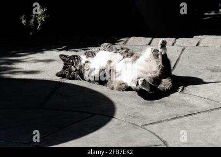 Tabby gatto sole in giardino Foto Stock