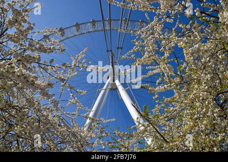 Londra, Regno Unito. 23 aprile 2021. Il London Eye e i ciliegi in fiore in una giornata calda e limpida. Credit: Vuk Valcic/Alamy Live News Foto Stock