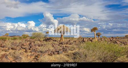 Paesaggio africano con foresta di Quivertree e rocce di granito con cielo drammatico. Keetmanshoop Namibia Foto Stock