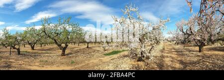 Panorama degli alberi di mandorle che fioriscono nel frutteto contro la primavera blu Cielo in Spagna Foto Stock