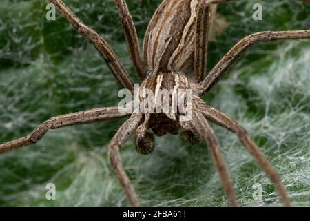 Ragno di lupo rabbioso su una foglia verde coperta di spiderweb Foto Stock