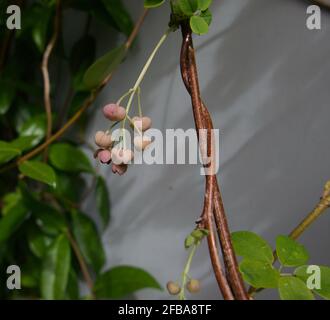 Gemme su arbusto arrampicata chiamato vite di cioccolato o akebia quinata Foto Stock