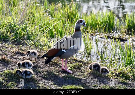 Kent, Regno Unito. 23 Aprile 2021. Una giornata di sole in cui le temperature hanno raggiunto i 12 gradi. Un'Oca egiziana (Alopochen aegyptiaca) con pettegolini. River Cray, Foots Cray Meadows, Sidcup. Credit: michael melia/Alamy Live News Foto Stock