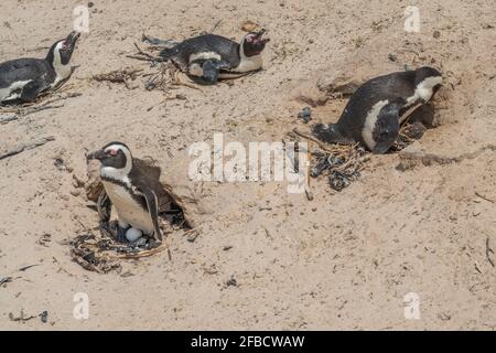 Pinguino africano a Boulders Beach vicino a Simons Town sulla penisola del Capo, Sud Africa, una delle poche colonie di pinguino africano Foto Stock