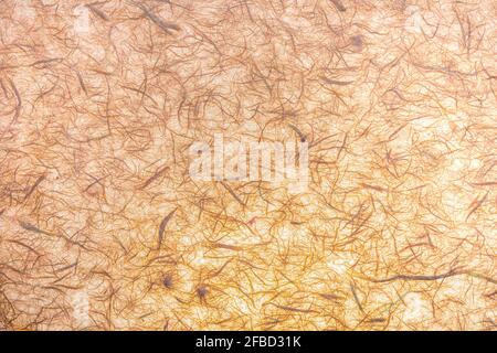 Grana carta (traslucido) fatti a mano con visibile fibre organiche. In delicate tonalità arancio e vaniglia. Foto Stock