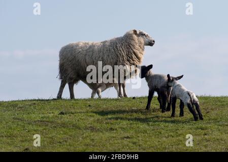 Pecora e agnello sulla diga di Westerhever in Germania Foto Stock