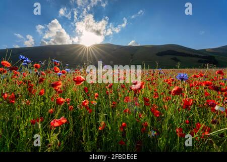 Papaveri che fioriscono nell'altopiano di piano Grande al tramonto Foto Stock