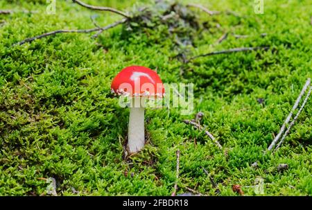 Fungo agarico di mosca rossa tra erba verde nella foresta Foto Stock
