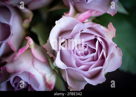 Macro di una rosa viola pastello dall'alto con spazio per il testo. Vista dall'alto dei fiori di rosa su sfondo scuro Foto Stock